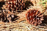 cone-pinecone-seed-fallen-dried-263417.jpg