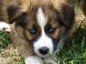 puppy-blue-eye-hybrid-young-dog-374961.jpg