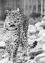 persian-leopard-leopard-1625943.jpg