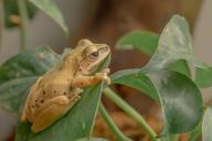 frog-amphibian-leaves-yellow-leaf-580615.jpg