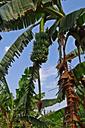 banana-flower-banana-flower-tree-319437.jpg