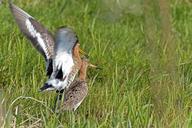 shore-snipe-birds-animals-1668957.jpg