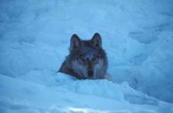 Arctic wolf canis lupus family canidae or plains tundra or timber wolf.jpg