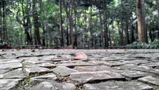 park-sidewalk-stones-trees-floor-1660656.jpg