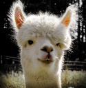 alpaca-head-animal-animal-portrait-985838.jpg