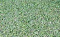 lawn-grass-green-texture-239645.jpg