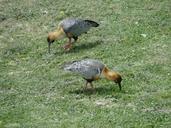 bandurrias-birds-patagonia-nature-64349.jpg