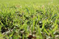 lawn-grass-golf-garden-landscape-1180003.jpg