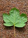 maple-leaf-droplets-green-natural-449047.jpg