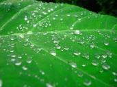 Water droplets on leaf.jpg