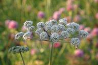 angelica-weed-meadow-summer-nature-400956.jpg