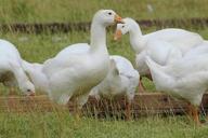 geese-domestic-goose-white-goose-570159.jpg