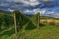 vineyard-wine-winegrowing-landscape-429496.jpg