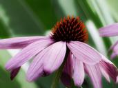 cone-flower-echinacea-purpurea-196698.jpg