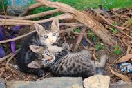 kittens-feral-wild-animals-mammals-1170324.jpg