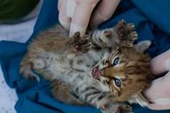 Bobcat_Kittens_B-340_and_B-341.jpg