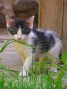 kitten-black-and-white-grass-473091.jpg