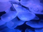 marine-ocean-jellyfish-sea-glowing-1610980.jpg