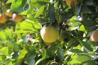 orange-tree-fruit-green-nature-482777.jpg