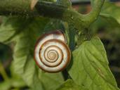 snail-shell-animal-snail-shell-217165.jpg