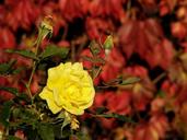 yellow-rose-rose-yellow-flower-1195883.jpg