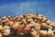 coconut-shells-material-blue-wall-732115.jpg