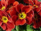 primrose-red-flowers-114569.jpg