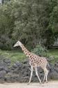 giraffe-baby-giraffe-africa-animal-1004036.jpg