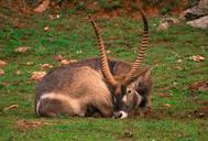 goat-animal-horns-nature-mount-524214.jpg