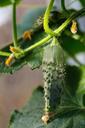 agriculture-cucumber-farm-food-71564.jpg