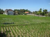 agriculture-farm-fields-seedlings-344652.jpg