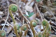 undergrowth-ferns-nature-1393876.jpg