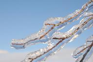 ice-branch-freezing-rain-cold-574933.jpg