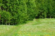 meadow-summer-path-pathway-360417.jpg