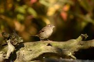 sparrow-bird-tree-road-sit-nature-1154186.jpg