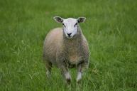 sheep-loan-cute-farm-white-534736.jpg