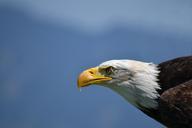 bald-eagle-white-tailed-eagle-adler-1224646.jpg