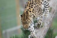 leopard-big-cat-spots-nature-1666918.jpg