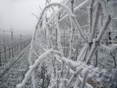 vineyard-vines-ice-frost-cold-597199.jpg