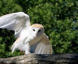 barn-owl-owl-bird-animal-wild-220497.jpg