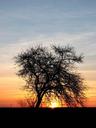 dusk-sunset-wood-in-the-evening-370760.jpg