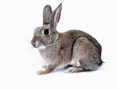 rabbit-bunny-pet-cute-isolated-740621.jpg