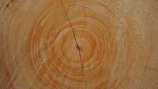 trunk-wood-tree-nature-warmth-820096.jpg