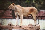 lion-beast-animals-540233.jpg