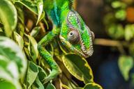 chameleon-p%C3%A1rduckam%C3%A9leon-384957.jpg