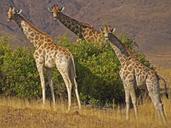 giraffes-namibia-safari-etosha-84187.jpg