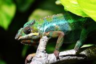 chameleon-lizard-multi-coloured-318649.jpg