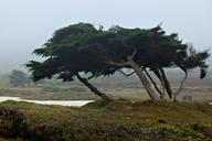 monterey-trees-nature-landscape-53169.jpg