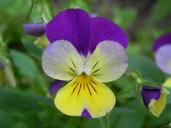 purple-yellow-flower-pansy-blossom-1408432.jpg