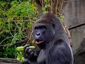 gorilla-ape-primate-wildlife-1547124.jpg